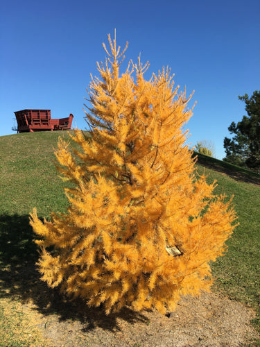 25 JAPANESE LARCH TREE Conifer Pine Cones Bonsai Larix Kaempferi Seeds